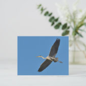 Carte Postale Grey bird (Debout devant)