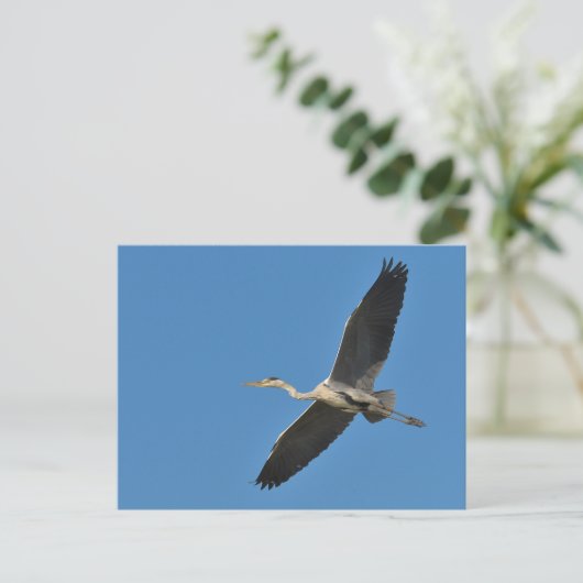 Carte Postale Grey bird (Debout devant)