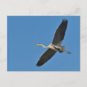 Carte Postale Grey bird (Devant)