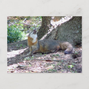 Carte postale Grey Fox