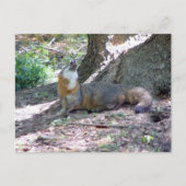 Carte postale Grey Fox (Devant)