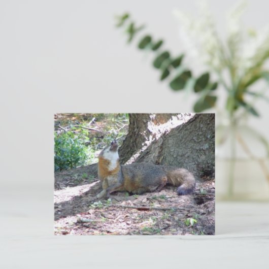 Carte postale Grey Fox (Debout devant)