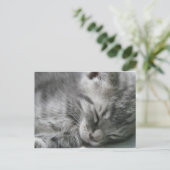 Carte postale Grey Kitty Sleeping (Debout devant)