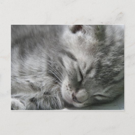 Carte postale Grey Kitty Sleeping (Devant)