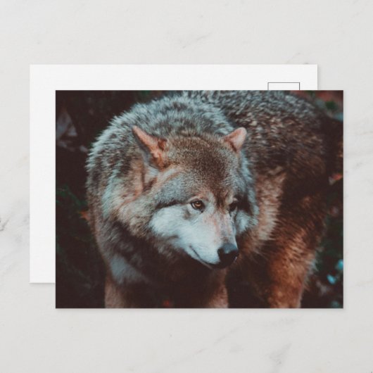 Carte Postale Grey Wolf looking in the forest (Devant / Derrière)