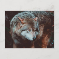 Grey Wolf looking in the forest