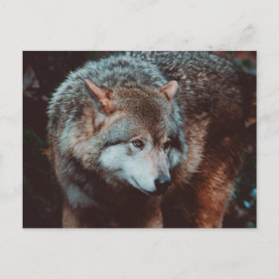 Carte Postale Grey Wolf looking in the forest