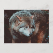 Carte Postale Grey Wolf looking in the forest (Devant)