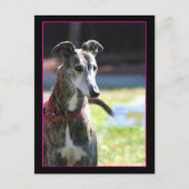 Carte postale Greyhound (Devant)