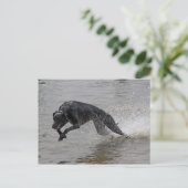 Carte Postale greyhound (Debout devant)