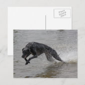 Carte Postale greyhound (Devant / Derrière)
