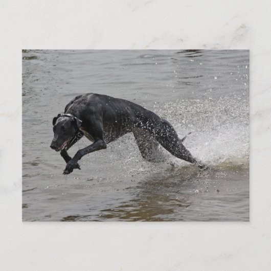 Carte Postale greyhound (Devant)