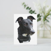 Carte Postale greyhound (Debout devant)
