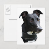 Carte Postale greyhound (Devant / Derrière)