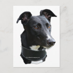 Carte Postale greyhound