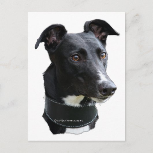 Carte Postale greyhound (Devant)