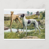Carte Postale Greyhound (Devant)