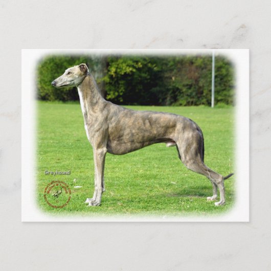 Carte Postale Greyhound 9J007D-14 (Devant)