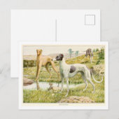 Carte postale Greyhound Dogs (Devant / Derrière)
