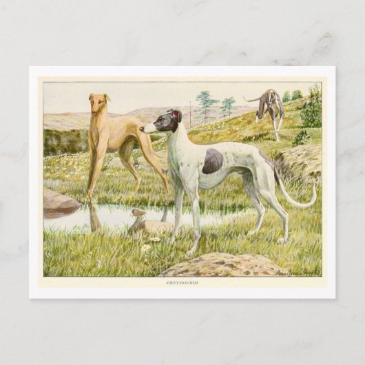 Carte postale Greyhound Dogs (Devant)