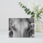 Carte Postale Greyhound Eyes (Debout devant)