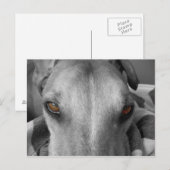 Carte Postale Greyhound Eyes (Devant / Derrière)
