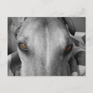 Carte Postale Greyhound Eyes