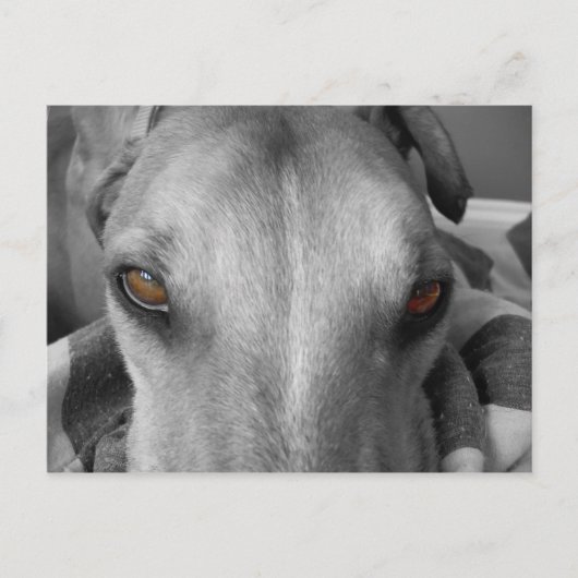 Carte Postale Greyhound Eyes (Devant)