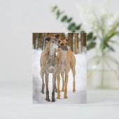 Carte Postale Greyhound Puppy (Debout devant)