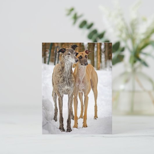 Carte Postale Greyhound Puppy (Debout devant)