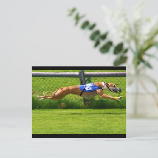 Carte Postale Greyhound Racing (Debout devant)