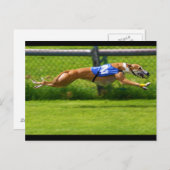 Carte Postale Greyhound Racing (Devant / Derrière)