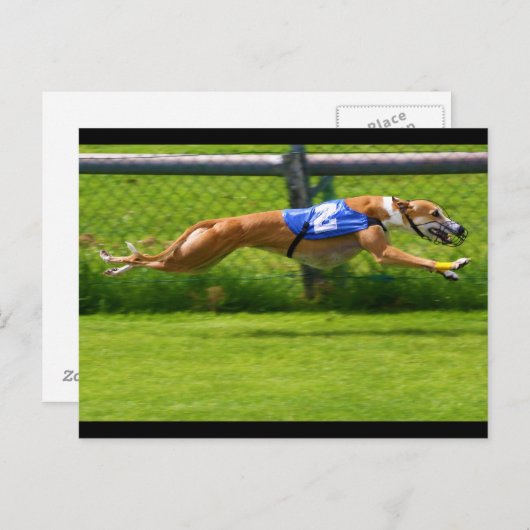 Carte Postale Greyhound Racing (Devant / Derrière)