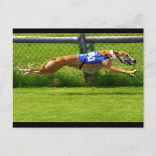 Carte Postale Greyhound Racing