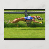 Carte Postale Greyhound Racing (Devant)