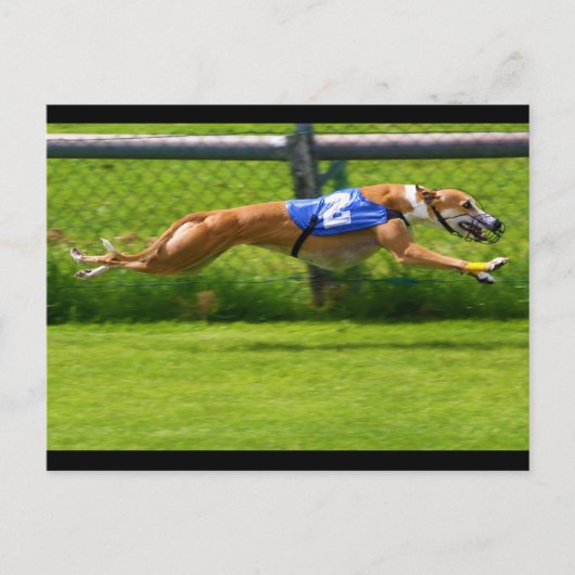 Carte Postale Greyhound Racing (Devant)