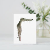 Carte Postale Greyhound, tony fernandes (Debout devant)