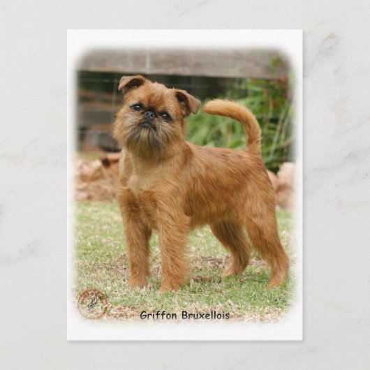 Carte Postale Griffon Bruxellois 9Y406D-078 (Devant)