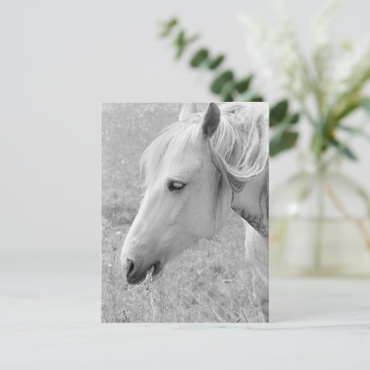 Carte Postale Gris (Debout devant)