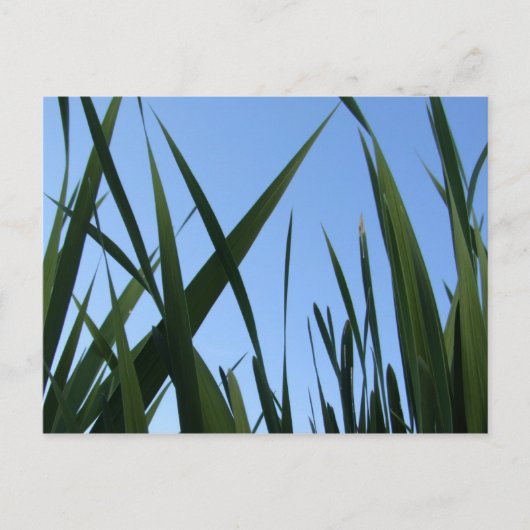 Carte postale Gris (Devant)