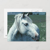 Carte Postale Gris appâté dans un pâturage fleuri (Devant / Derrière)