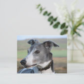 Carte Postale Gris bleu et blanc (a344) (Debout devant)