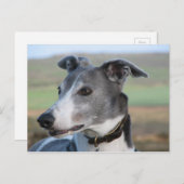 Carte Postale Gris bleu et blanc (a344) (Devant / Derrière)