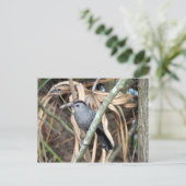 Carte postale Gris Catbird (Debout devant)