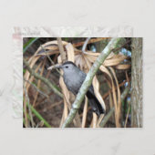 Carte postale Gris Catbird (Devant / Derrière)