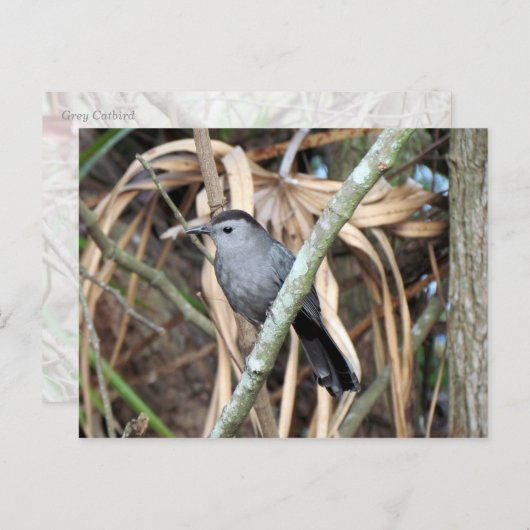 Carte postale Gris Catbird (Devant / Derrière)