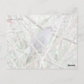 Carte postale Gris Catbird (Dos)
