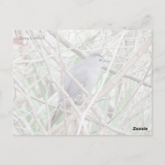 Carte postale Gris Catbird (Dos)