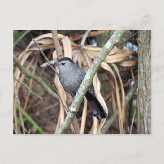 Carte postale Gris Catbird (Devant)