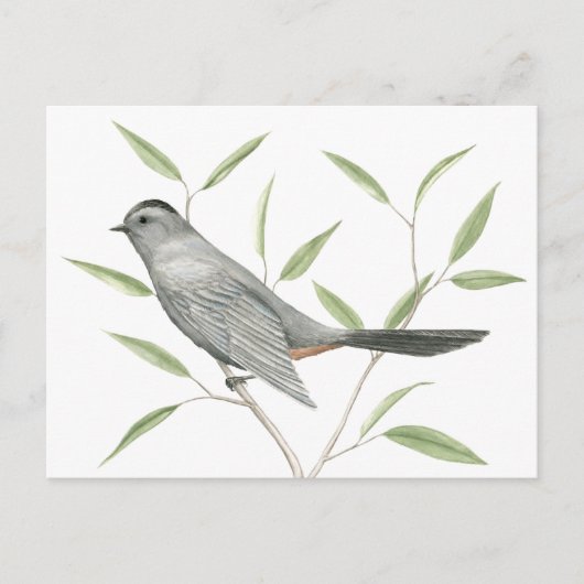 Carte Postale Gris Catbird Oiseau Art (Devant)
